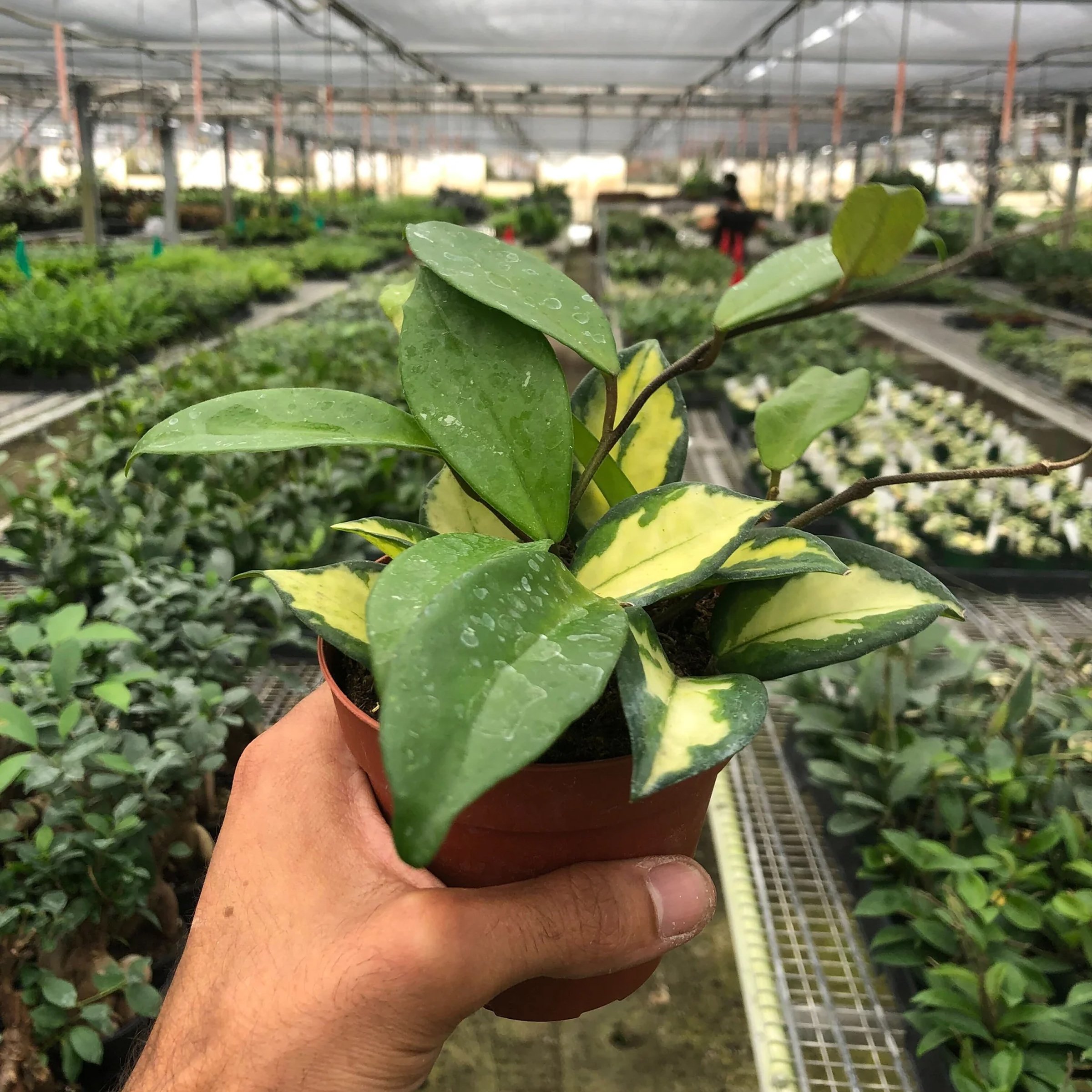 Hoya Carnosa 'Krimson Queen' — Aloha Plant Life